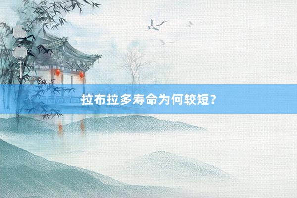 拉布拉多寿命为何较短？